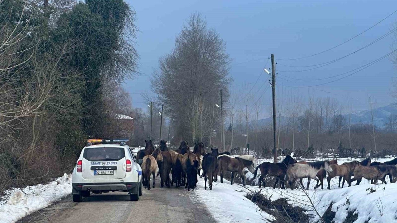 Samsun’da başıboş atlar belediyeyi harekete geçirdi