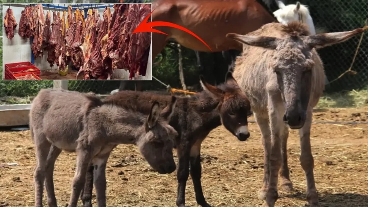 Skandal olay! Bakanlık markayı ifşa etti: Vatandaşa sucuk diye at ve eşek eti yedirilmiş!